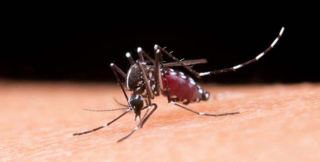 Nouvelle campagne de lutte contre les moustiques et moustiques tigres